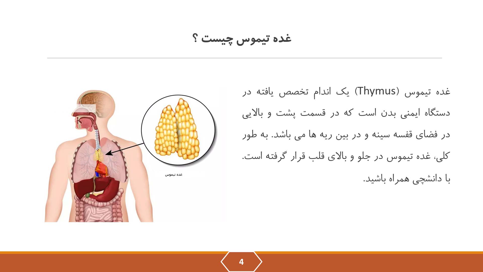 پاورپوینت در مورد غده تیموس 